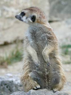Erdmännchen